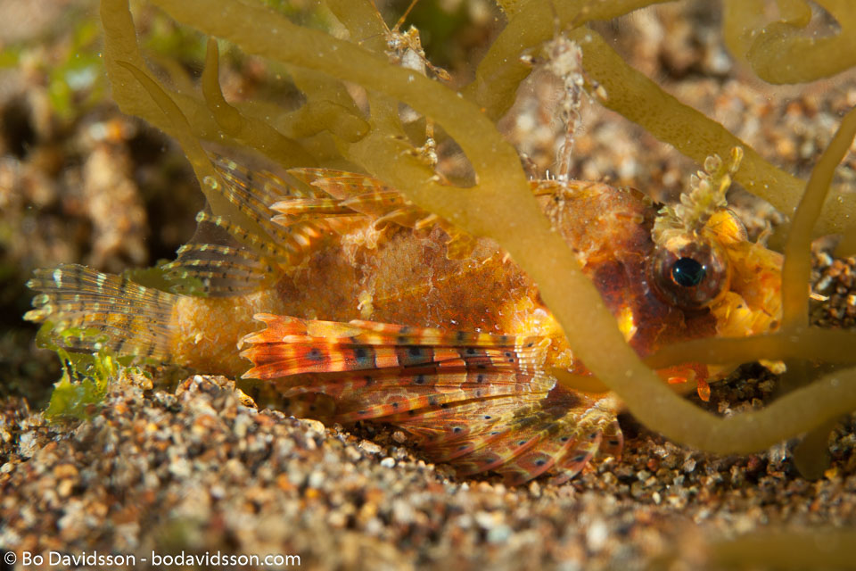 BD-140325-Dumaguete-3753-Pteroidichthys-amboinensis.-Bleeker.-1856-[Ambon-scorpionfish].jpg